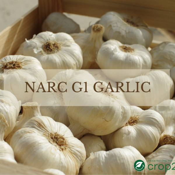 NARC G1 garlic the new variety of garlic
