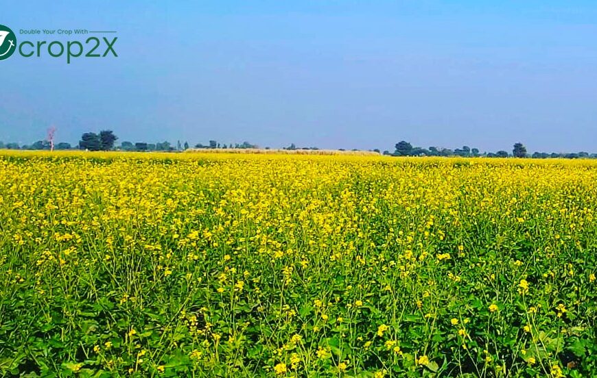 Smart Agriculture: A Call to Nurturing the Future of Pakistan