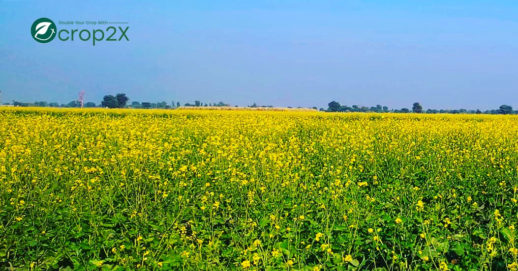 Smart Agriculture: A Call to Nurturing the Future of Pakistan